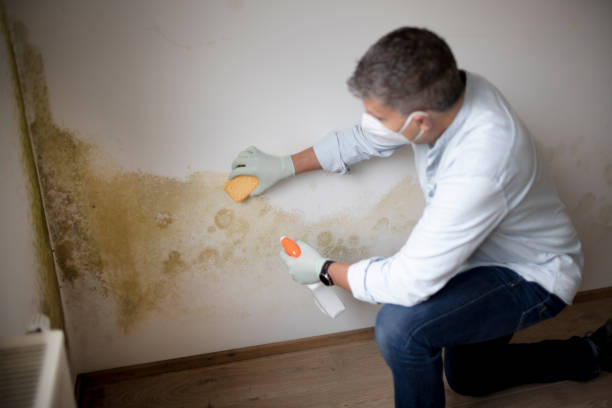 Best Mold-Related Health Consultation  in Eunice, NM