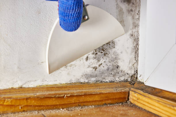 Best Basement Mold Removal  in Eunice, NM