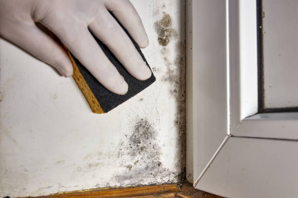 Best Air Quality Testing for Mold Spores  in Eunice, NM
